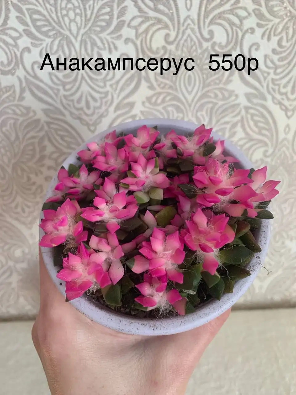 Продам красивые здоровые цветочки - Растения (Хобби и отдых) в Красноярск