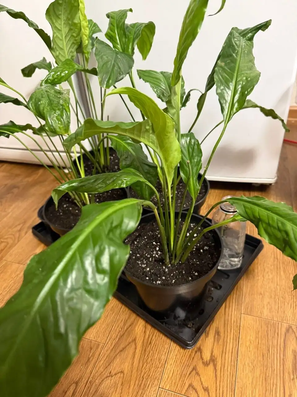 Спатифиллиум (Женское счастье) с горшком - Растения (Для дома и дачи) в Красноярск