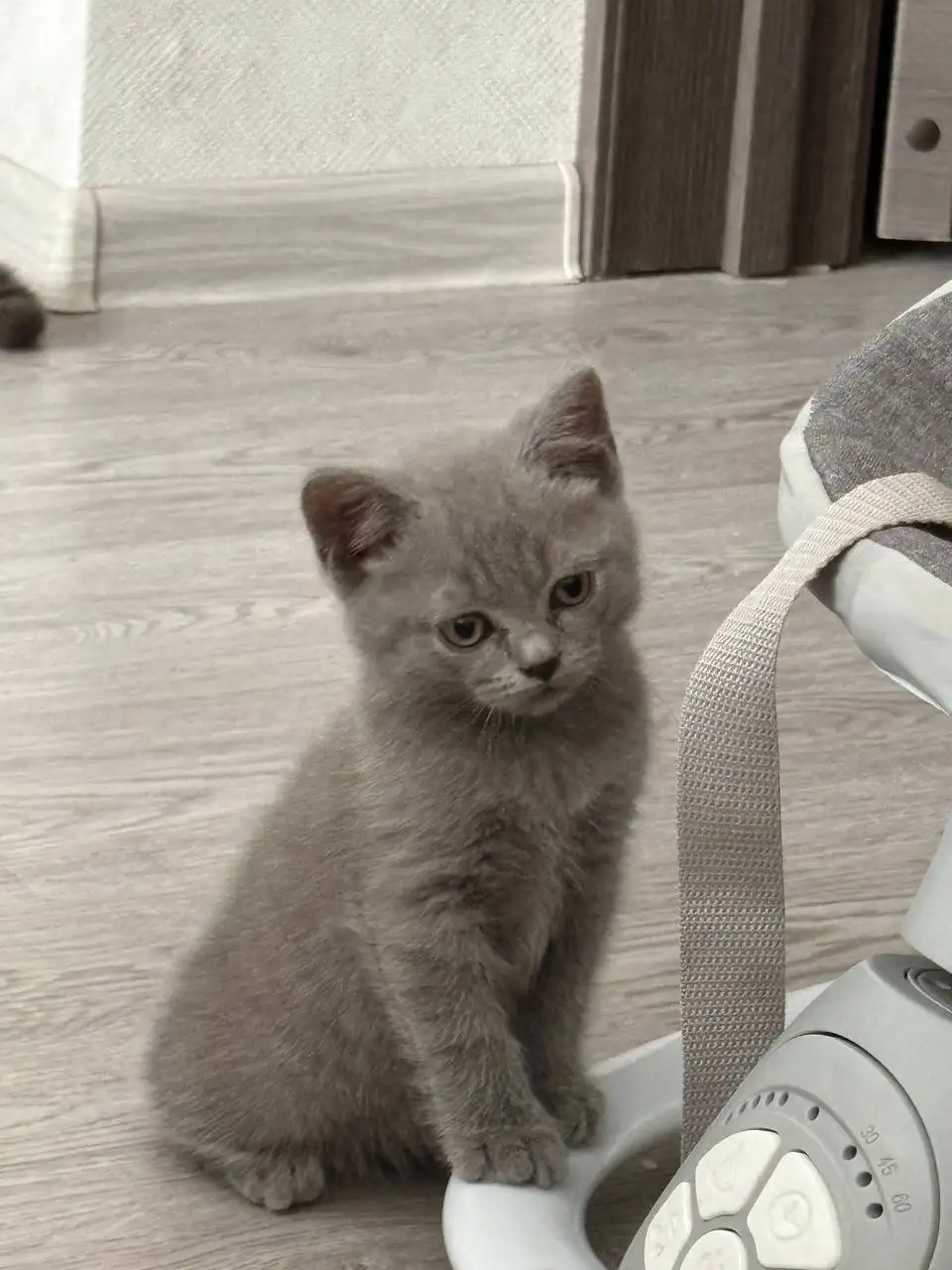 Котенок в добрые руки - Животные в Красноярск