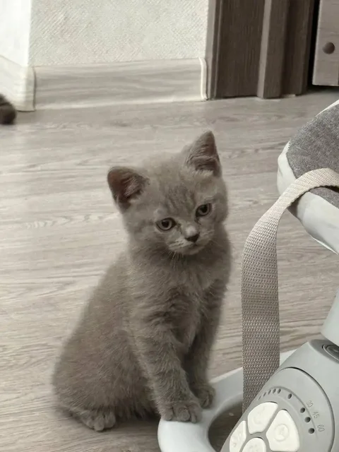 Котенок в добрые руки - Животные в Красноярск