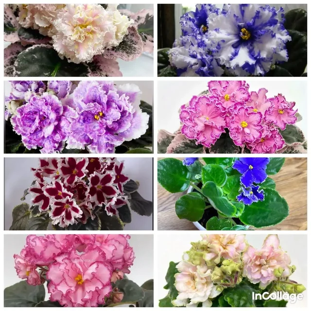 Продам набор листиков свежесрезанных - Барахолка в Красноярск