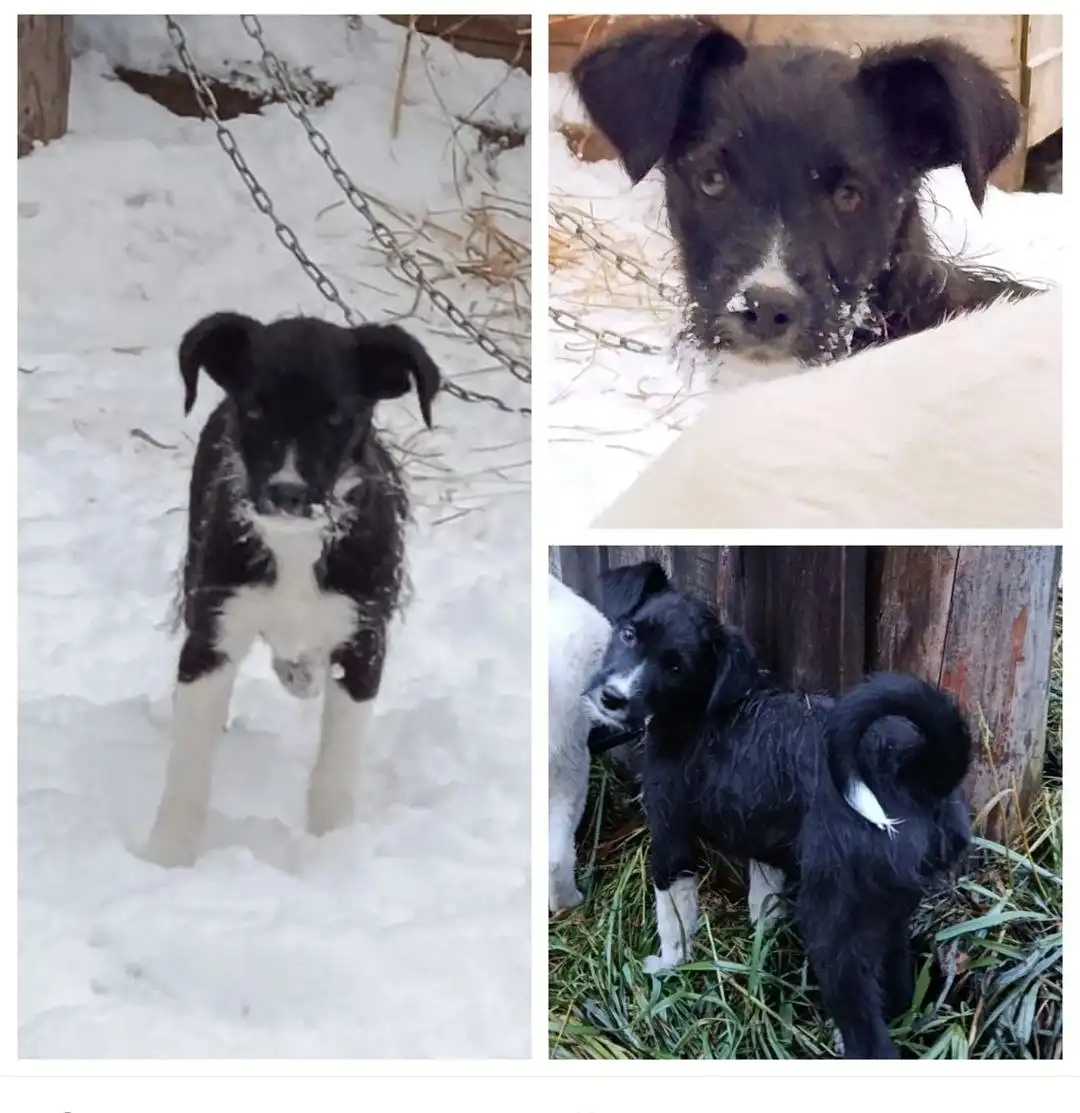 Щенок шоколадного окраса ищет хозяина в Красноярске