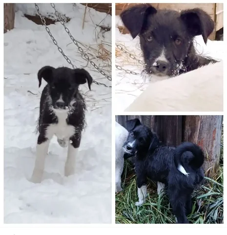 Щенок шоколадного окраса ищет хозяина в Красноярске - Животные в Красноярск