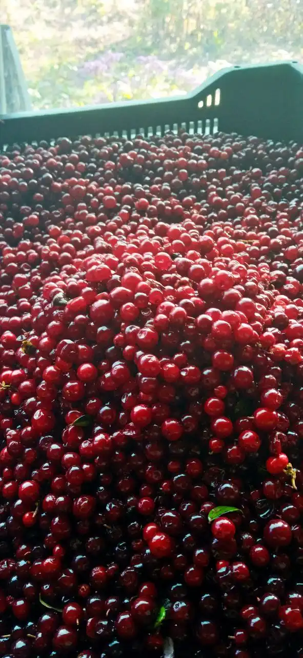 Свежие дикоросы Сибири: черника и брусника от староверов