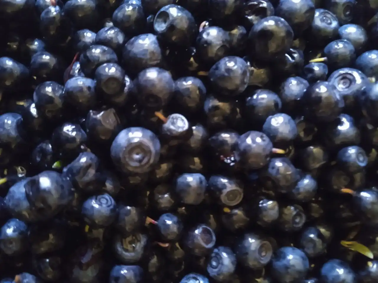 Свежие дикоросы Сибири: черника и брусника от староверов