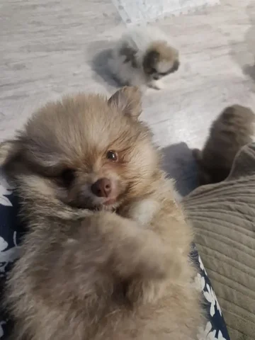 Продажа щенка шпица в Красноярске - Животные в Красноярск