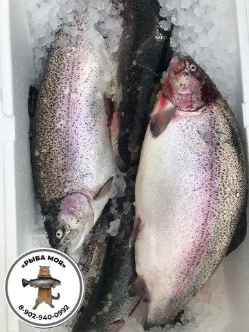 Продажа охлажденной форели Саяногорской - частное объявление в Красноярск