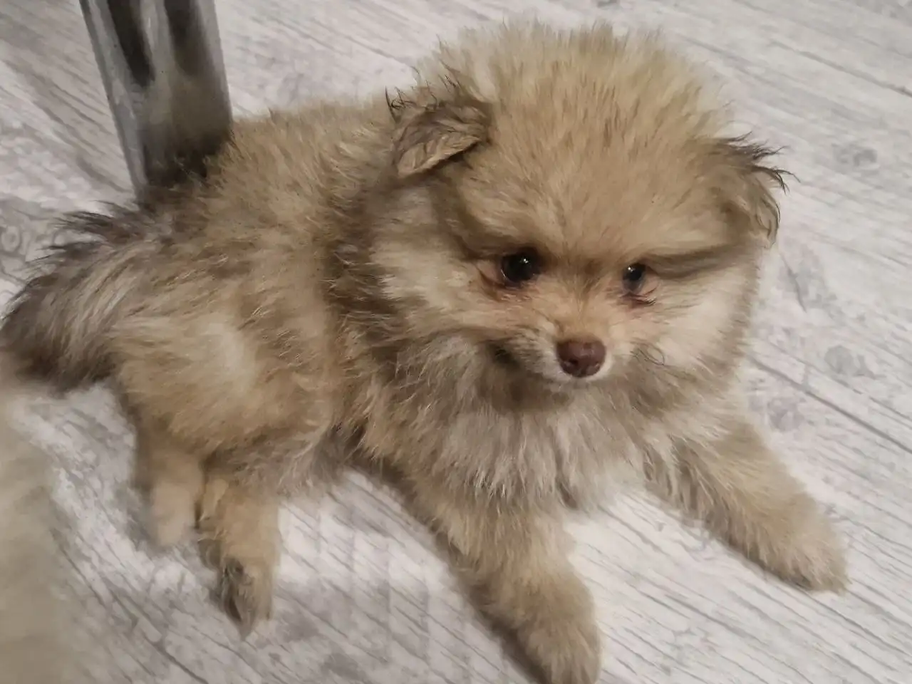 Продажа щенка шпица 1,5 месяца