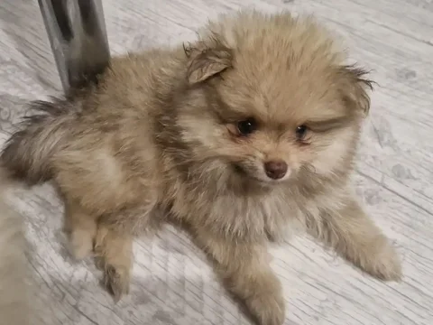 Продажа щенка шпица 1,5 месяца - частное объявление в Красноярск