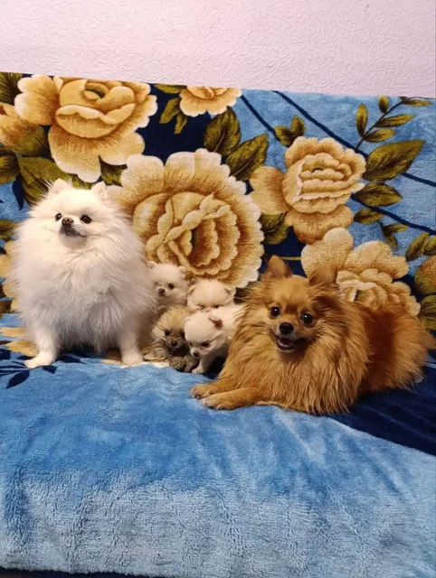 Щенки шпица ищут семью - Животные в Красноярск