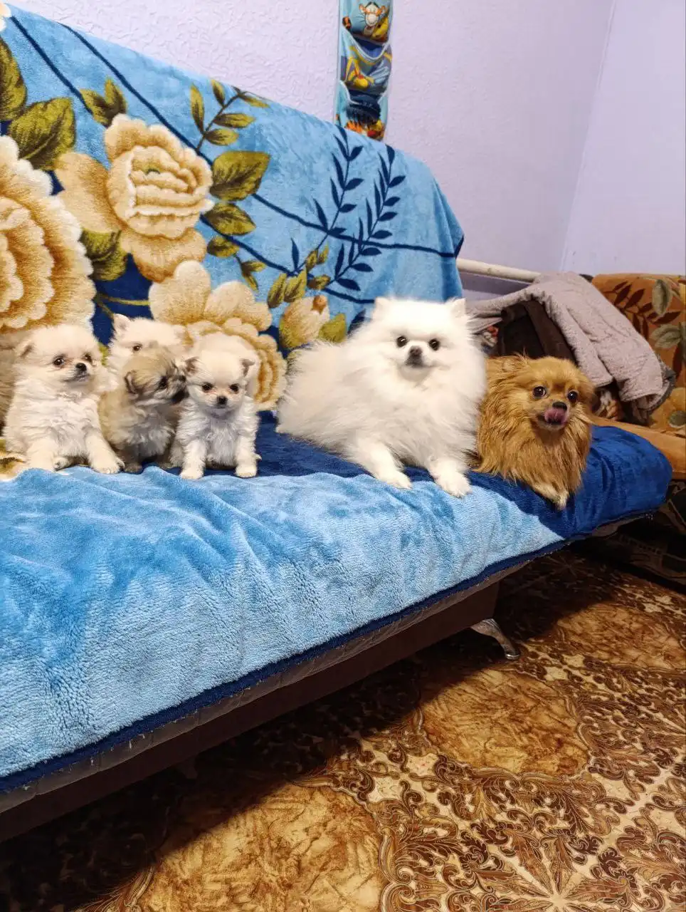 Щенки шпица ищут семью