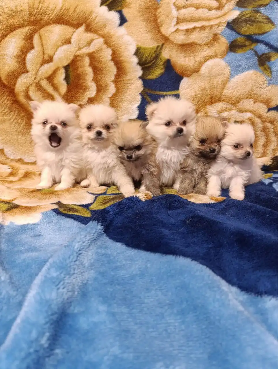 Щенки шпица ищут семью