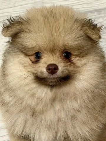 Продам шпица 2 месяца - Животные в Красноярск