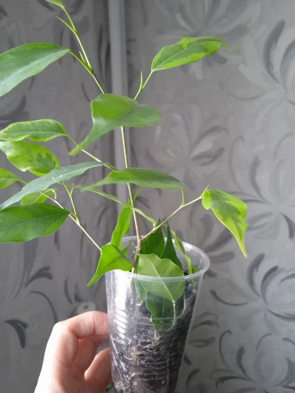 Фикус Бенджамина пестролистный в Кировском районе