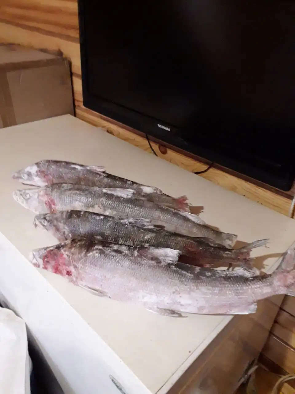 Продажа свежей северной рыбы Чир и Муксун