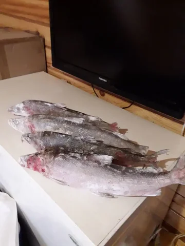 Продажа свежей северной рыбы Чир и Муксун - Инструменты в Красноярск