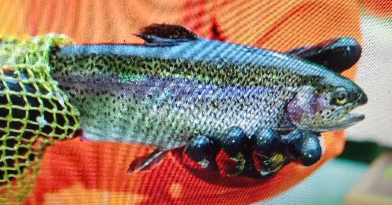 Свежая икряная форель из Хакасии