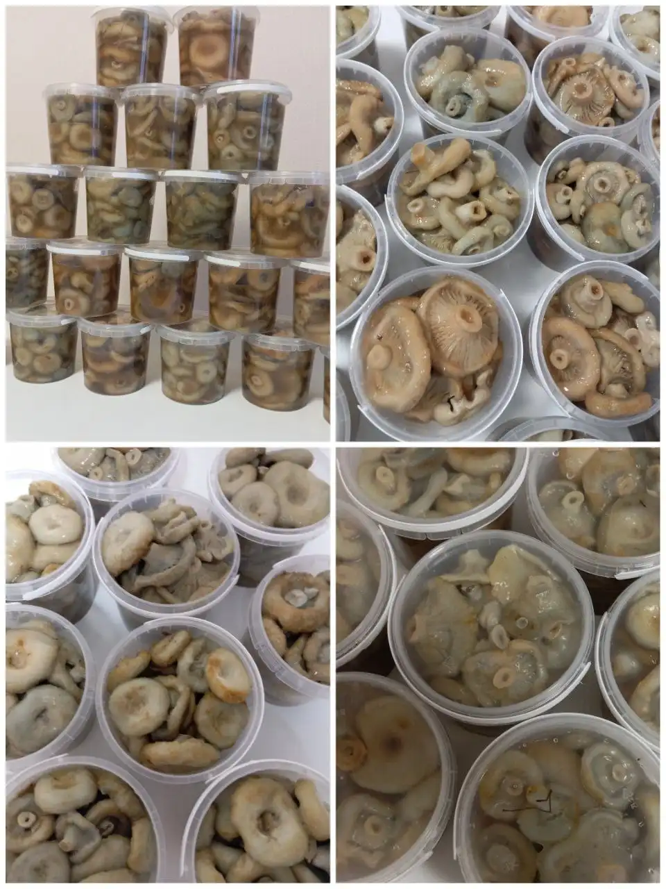 Груздь мохнатый сырого посола