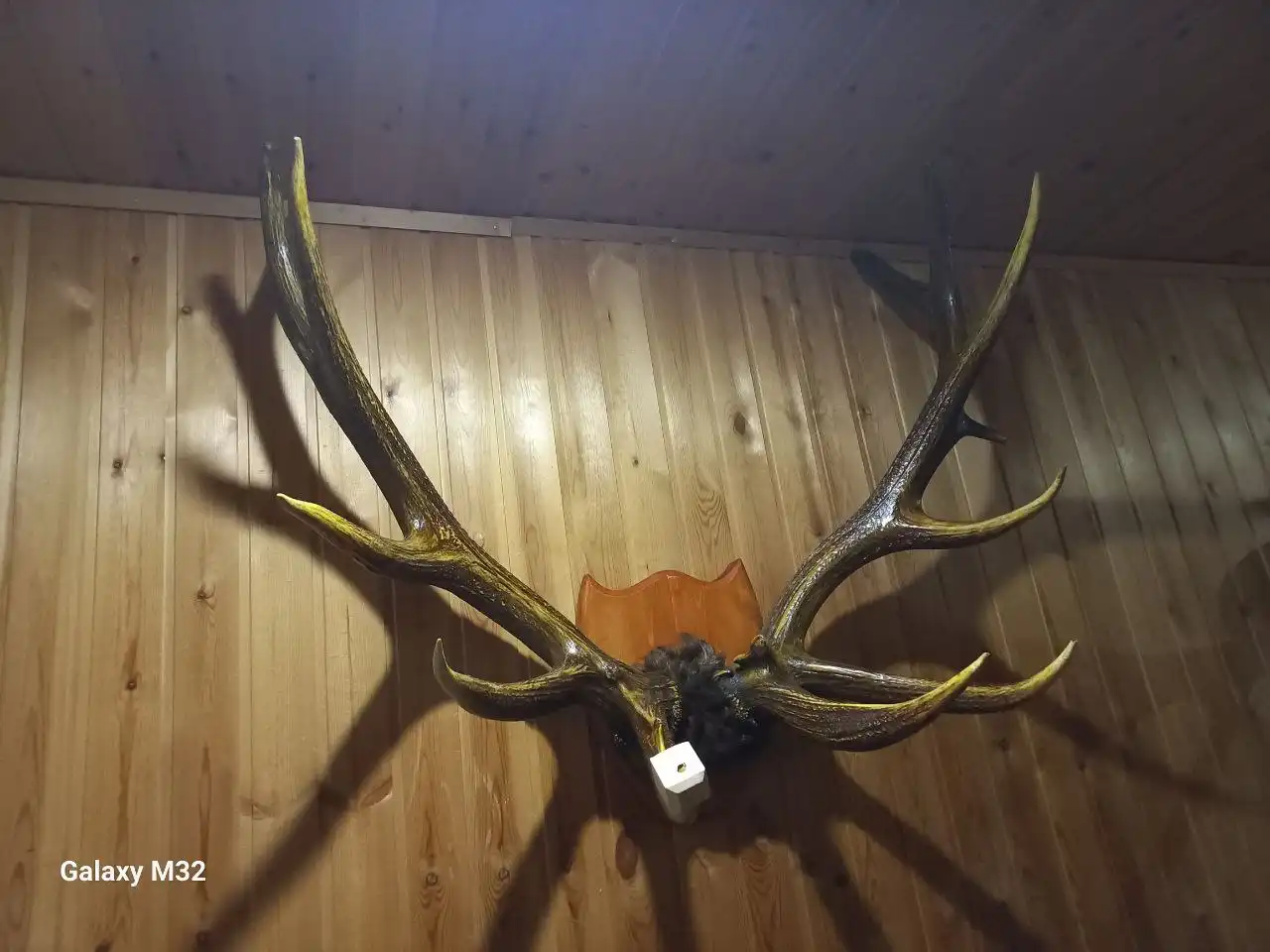 Продажа рогов изюбря