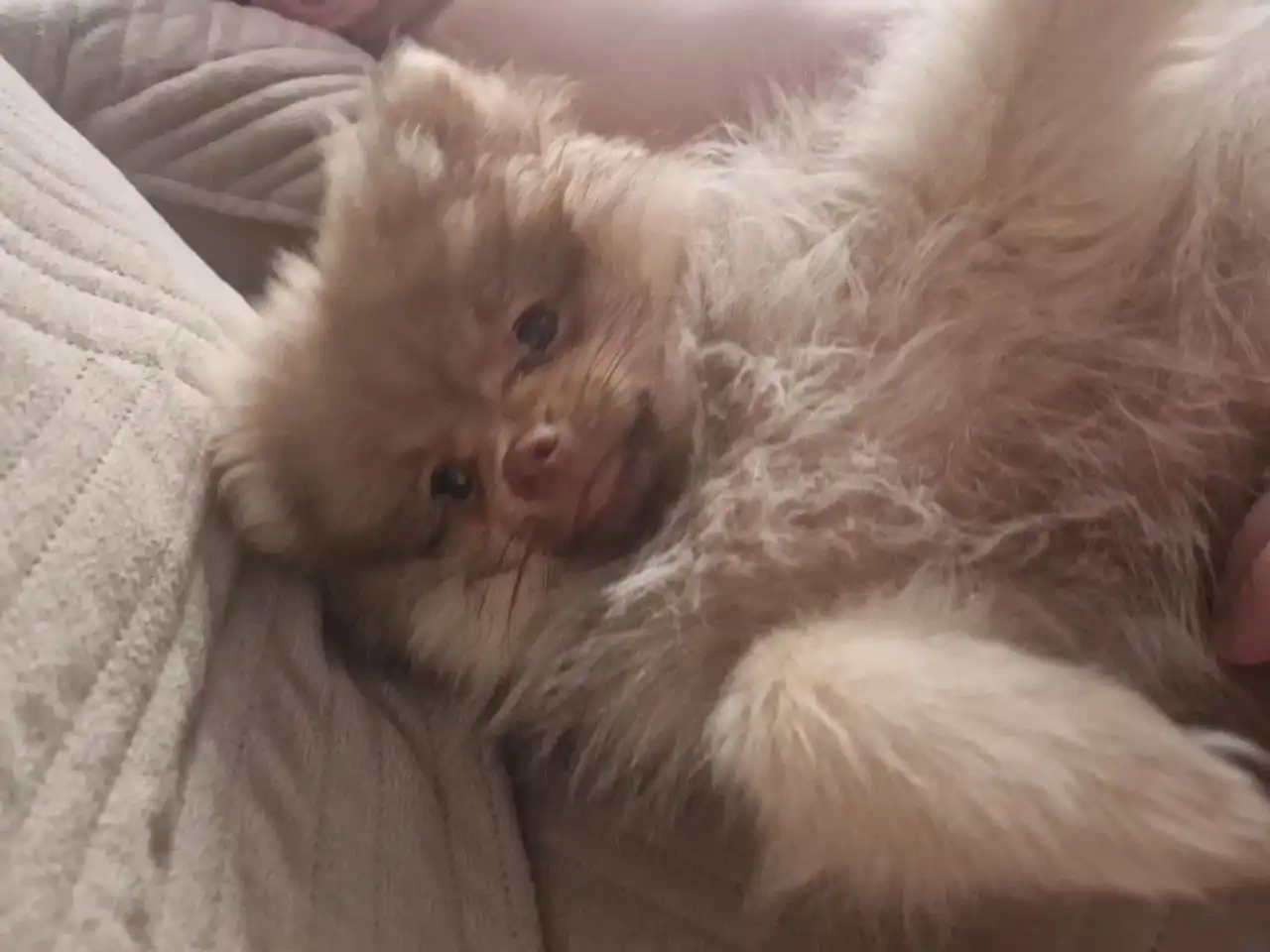 Продам шпица (последняя девочка) - Собаки (Животные) в Красноярск