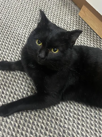 Котик в добрые руки - Кошки в Красноярск