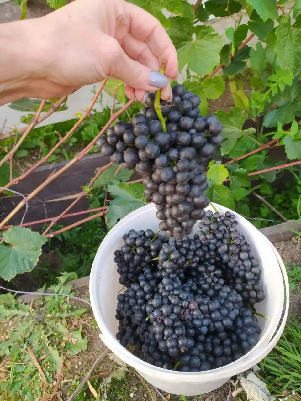 Укорененные саженцы винограда для Сибири - Саженцы (Для дома и дачи) в Красноярск