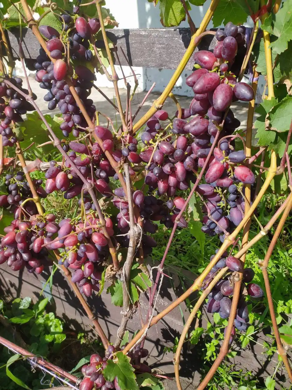 Укорененные саженцы винограда для Сибири - Саженцы (Для дома и дачи) в Красноярск