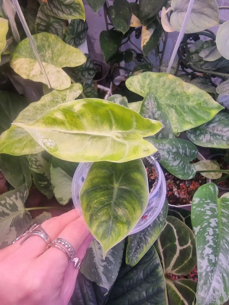 Продажа различных сортов Алоказии - Растения (Хобби и отдых) в Красноярск