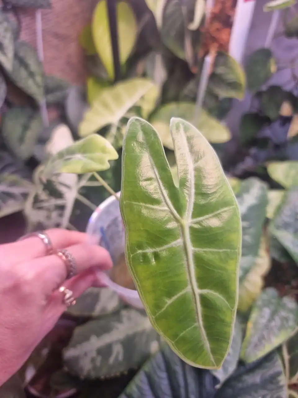 Продажа различных сортов Алоказии - Растения (Хобби и отдых) в Красноярск