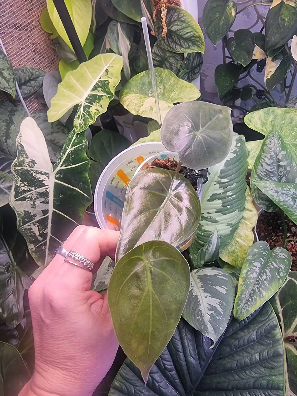 Продажа различных сортов Алоказии - Растения (Хобби и отдых) в Красноярск