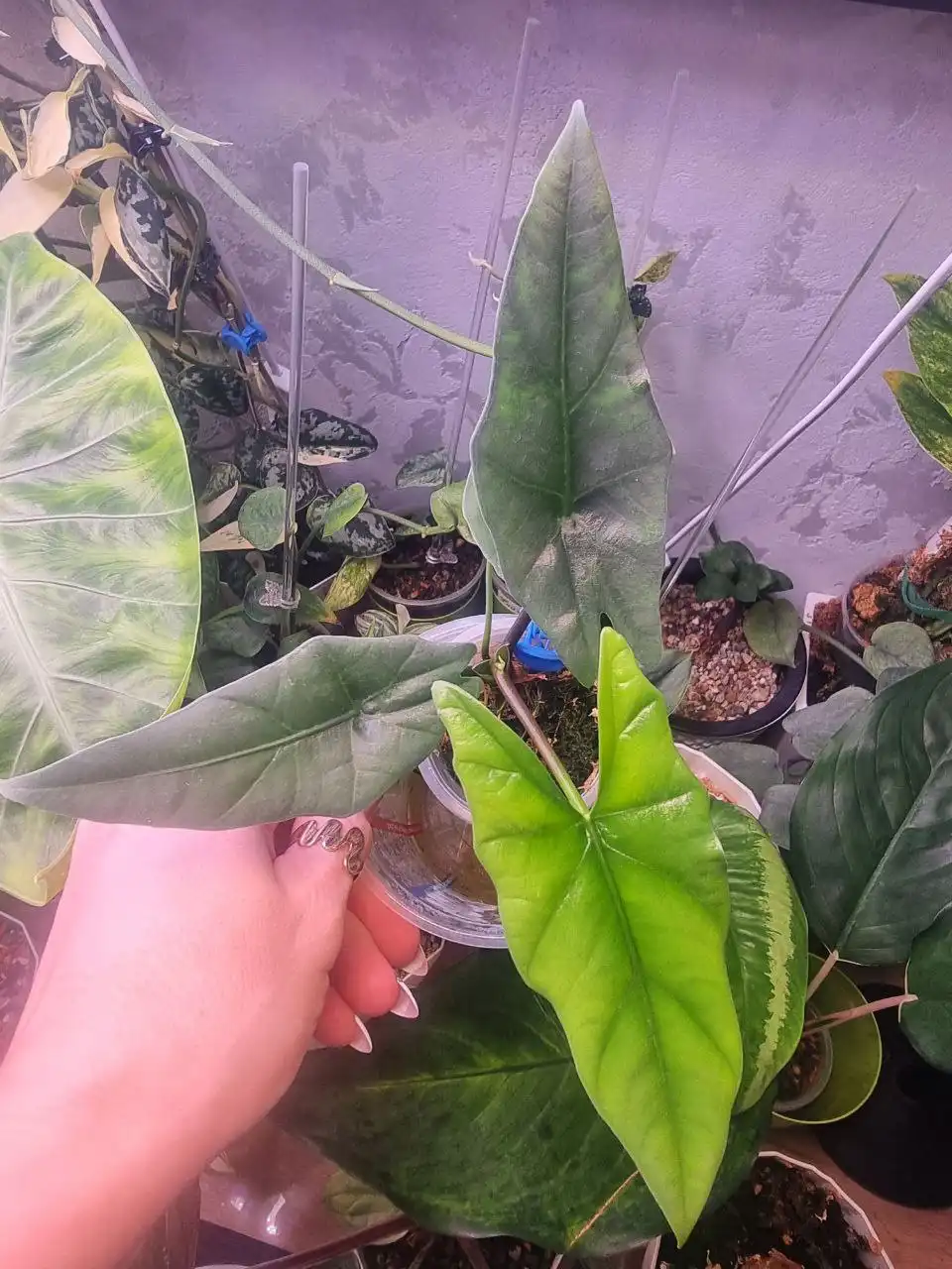 Продажа различных сортов Алоказии - Растения (Хобби и отдых) в Красноярск