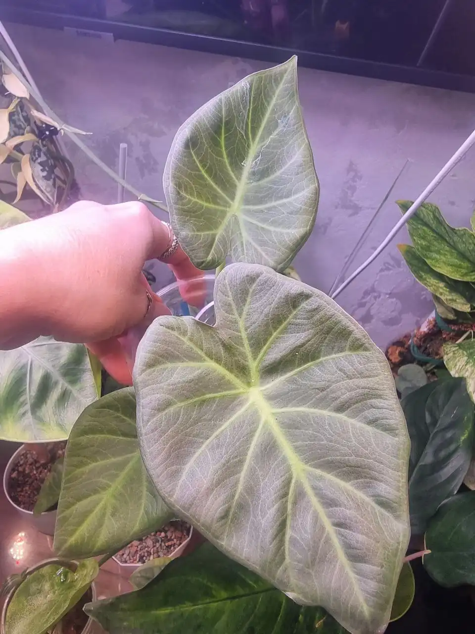 Продажа различных сортов Алоказии - Растения (Хобби и отдых) в Красноярск