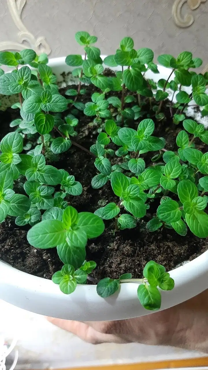 Мята в горшке с приятным ароматом - Растения (Хобби и отдых) в Чебоксары