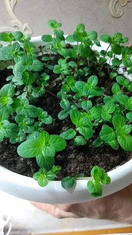 Мята в горшке с приятным ароматом - частное объявление в Чебоксары