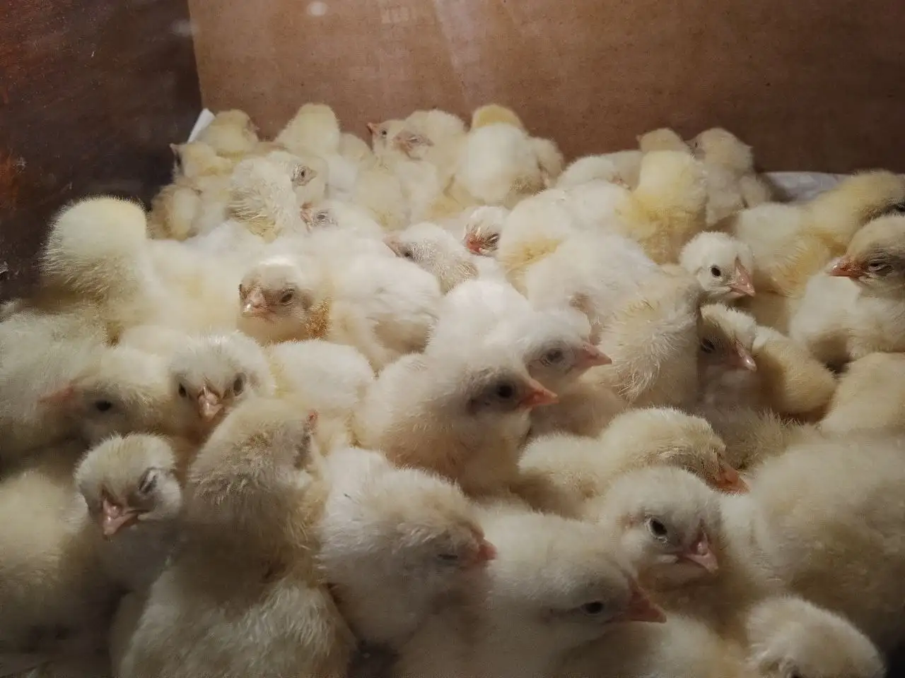 Продажа цыплят бройлеров Кобб-500 - Птица (Животные) в Чебоксары