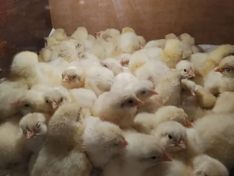 Продажа цыплят бройлеров Кобб-500 - частное объявление в Чебоксары