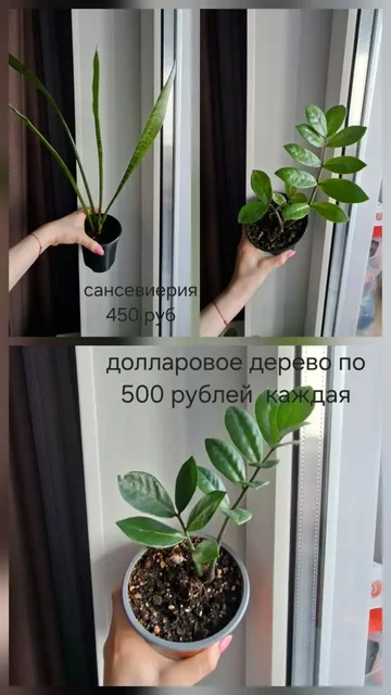 Нюр, солнечный - частное объявление в Новочебоксарск