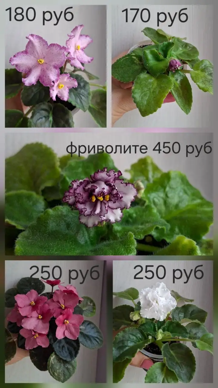 Нюр, солнечный - Барахолка в Новочебоксарск