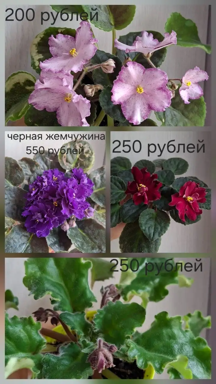 Нюр, солнечный - Барахолка в Новочебоксарск