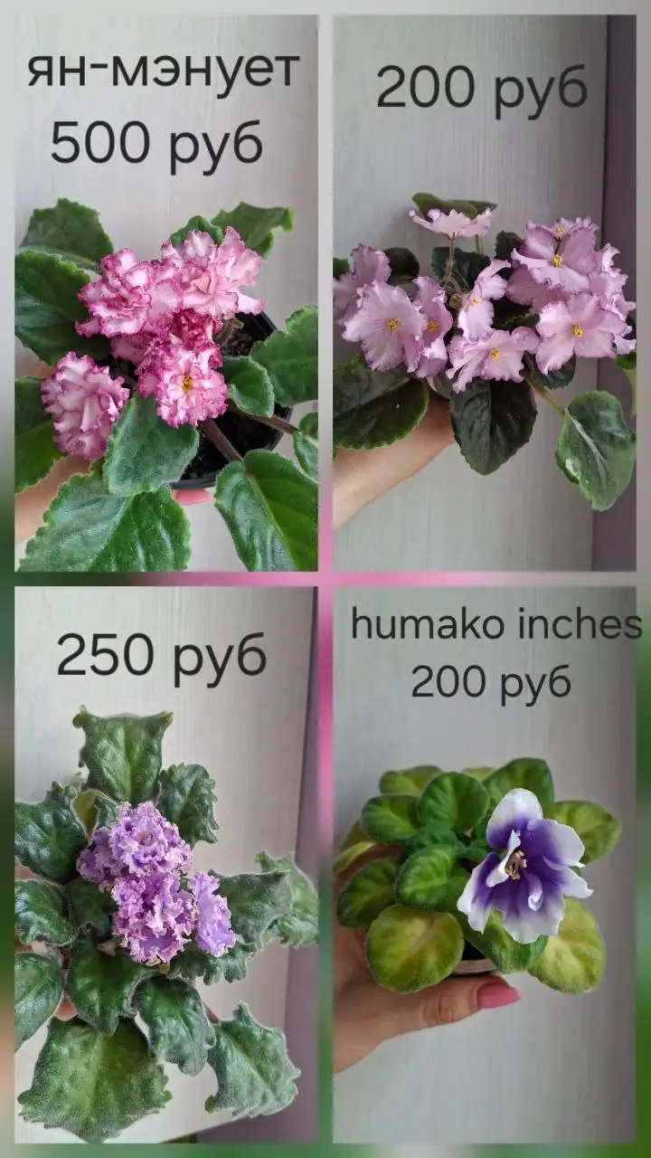 Нюр, солнечный - Барахолка в Новочебоксарск