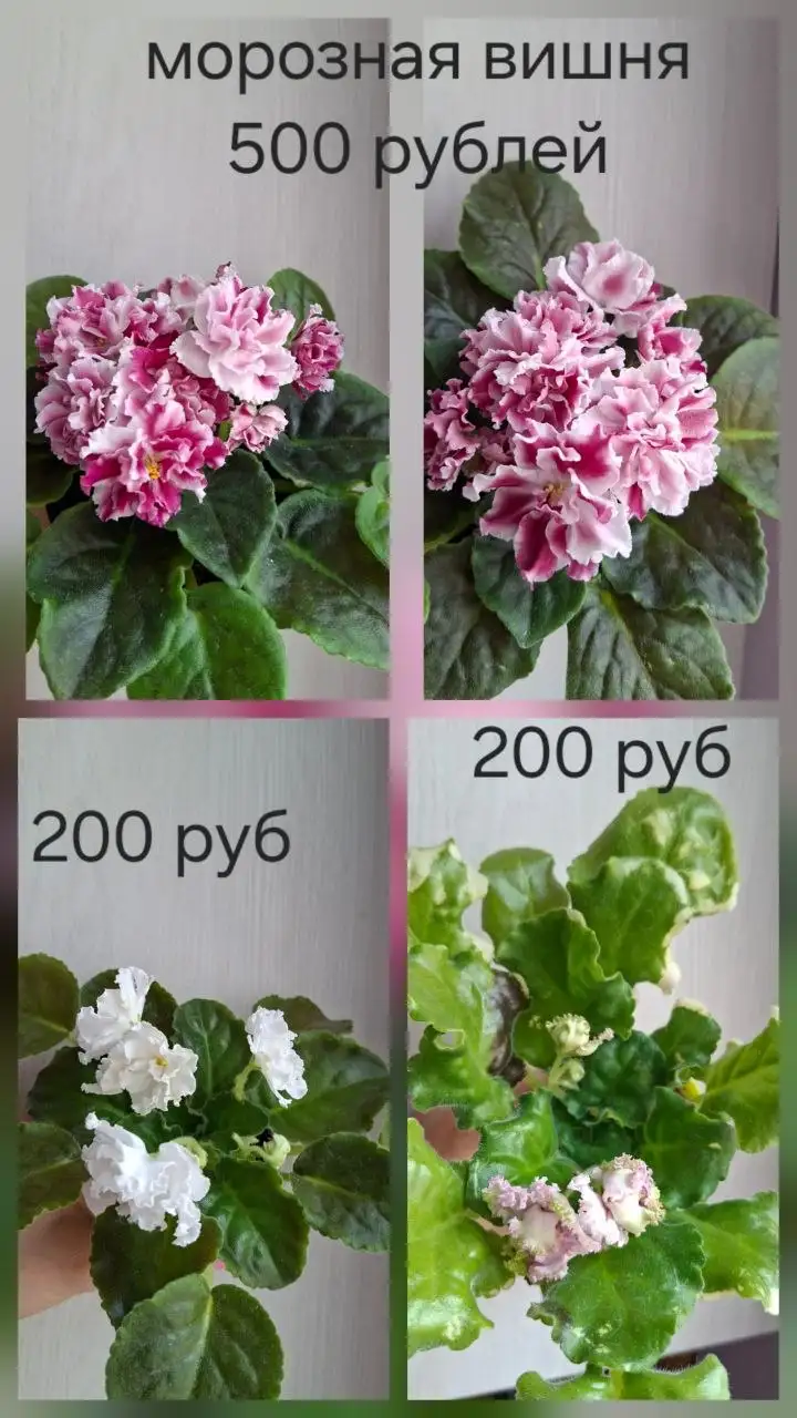 Нюр, солнечный - Барахолка в Новочебоксарск