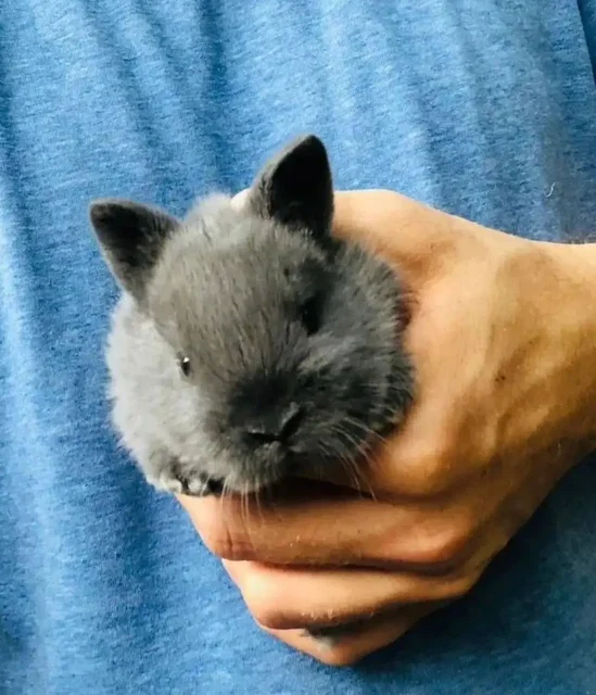 Бронь на декоративных кроликов в Чебоксарах - частное объявление в Чебоксары