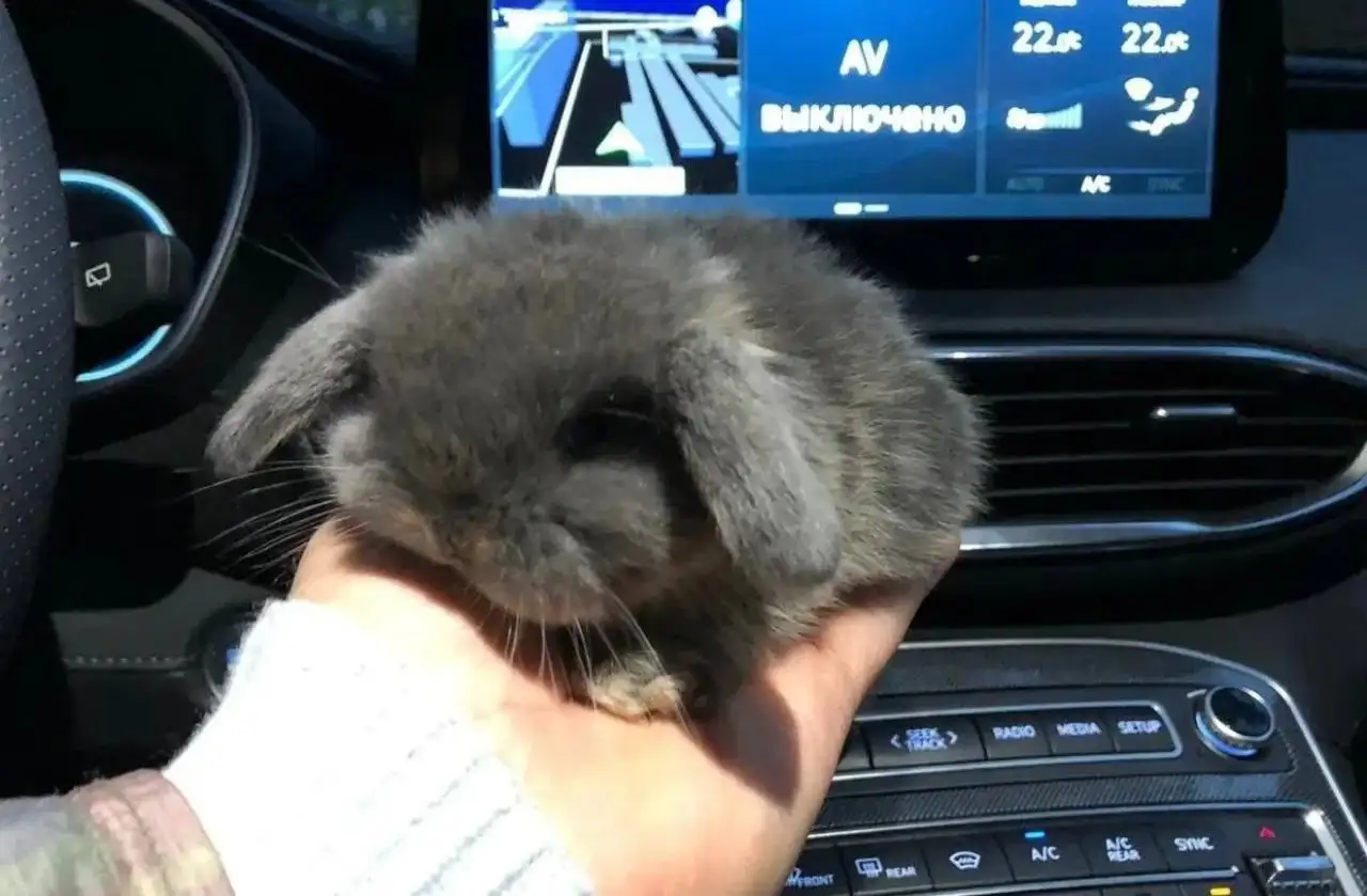 Бронь на декоративных кроликов в Чебоксарах - Декоративные кролики (Животные) в Чебоксары