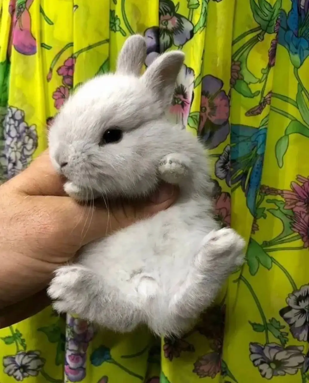 Бронь на декоративных кроликов в Чебоксарах - Декоративные кролики (Животные) в Чебоксары