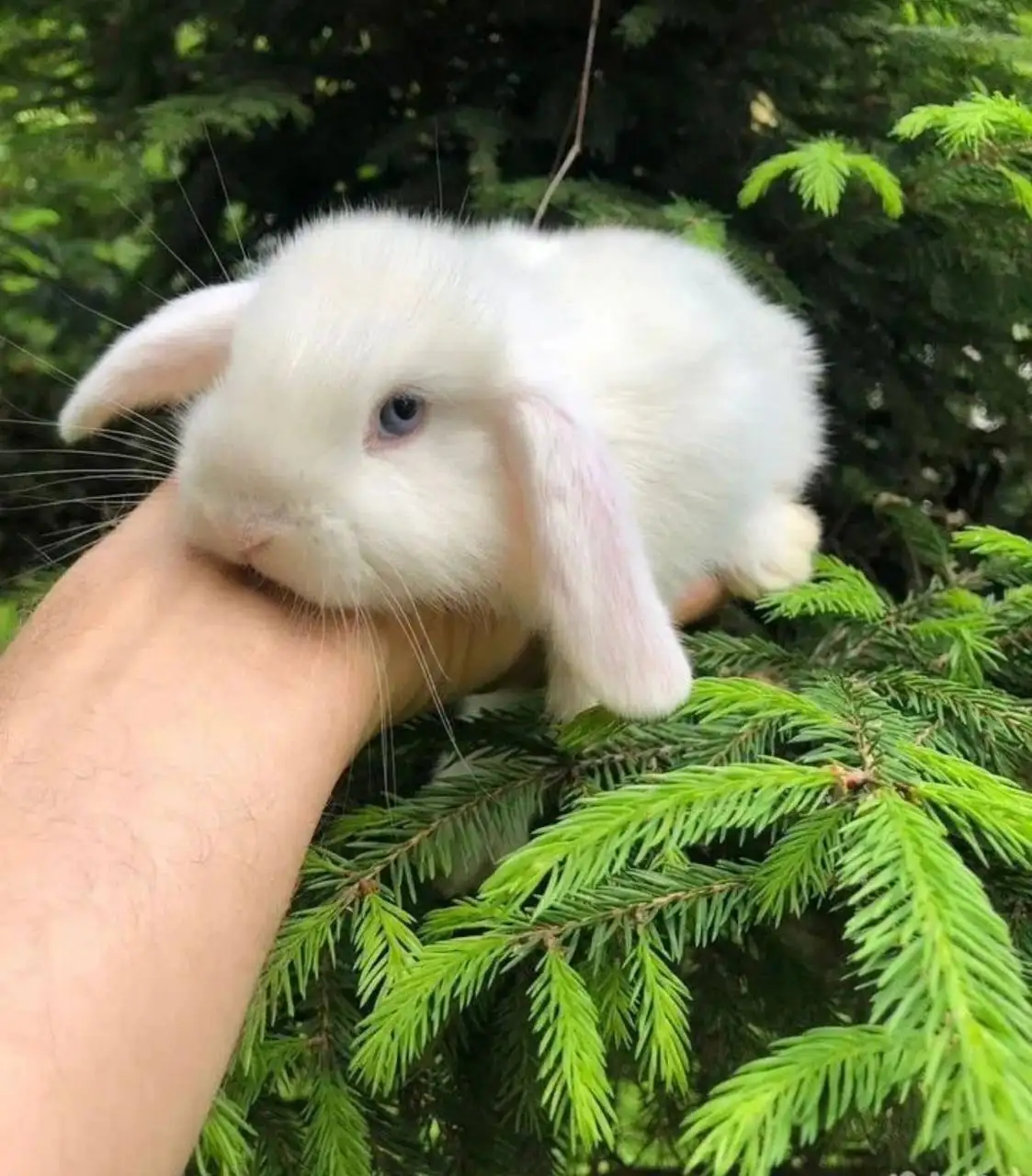 Бронь на декоративных кроликов в Чебоксарах - Декоративные кролики (Животные) в Чебоксары