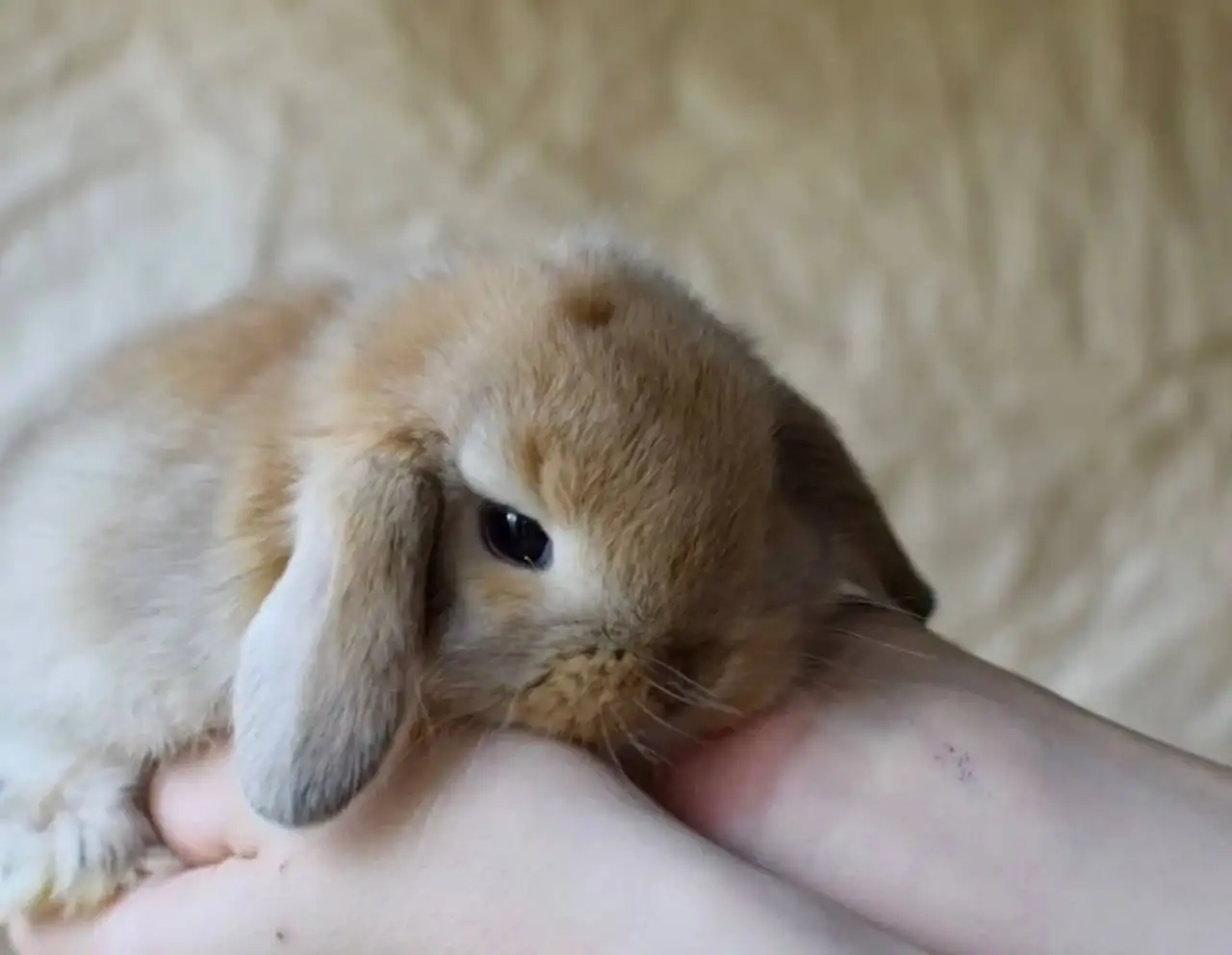 Бронь на декоративных кроликов в Чебоксарах - Декоративные кролики (Животные) в Чебоксары