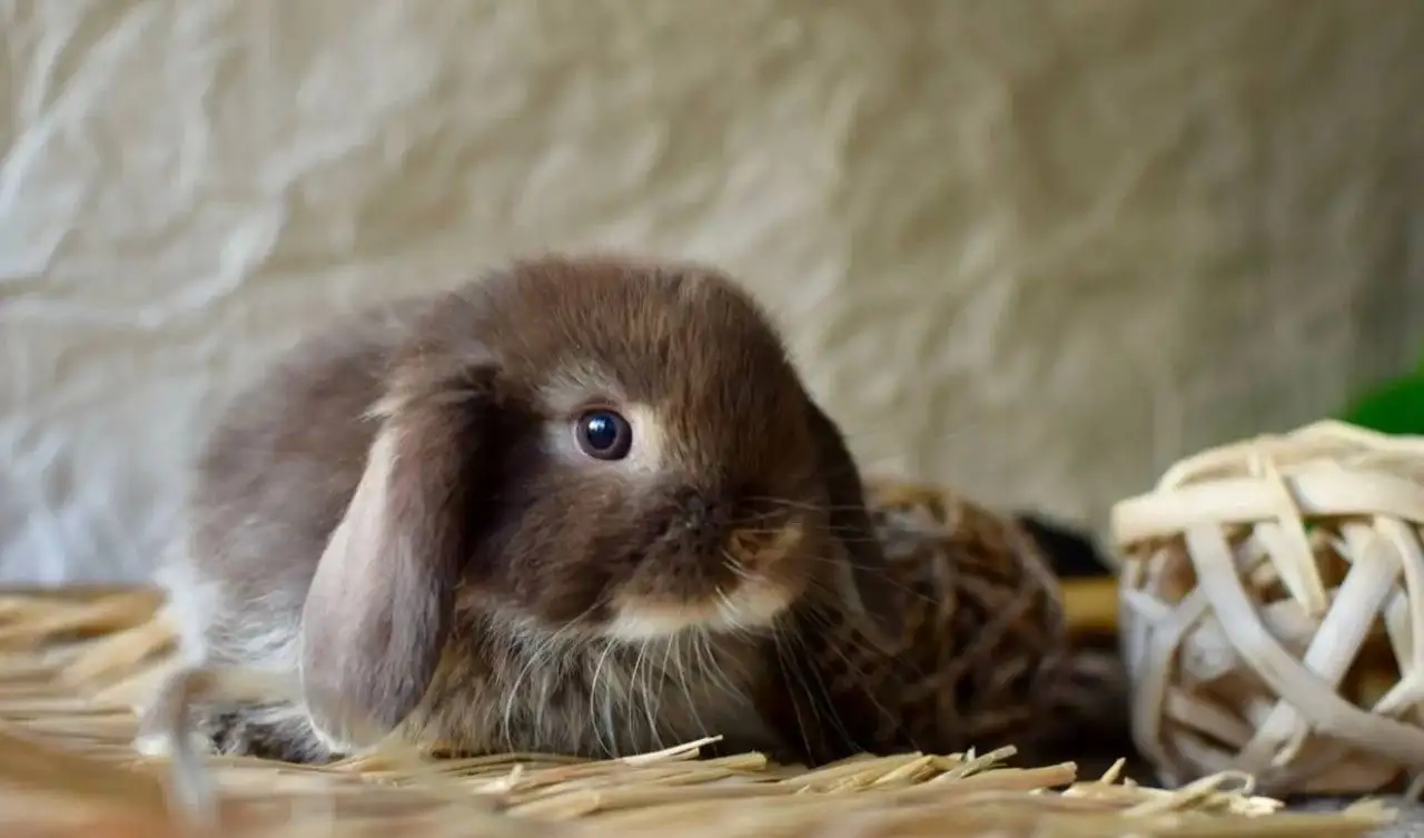 Бронь на декоративных кроликов в Чебоксарах - Декоративные кролики (Животные) в Чебоксары