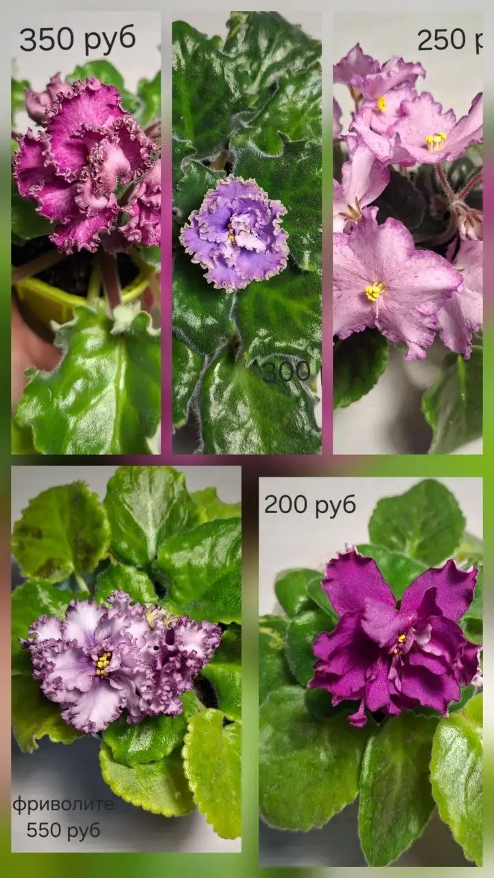 Нюр, солнечный - Барахолка в Чебоксары