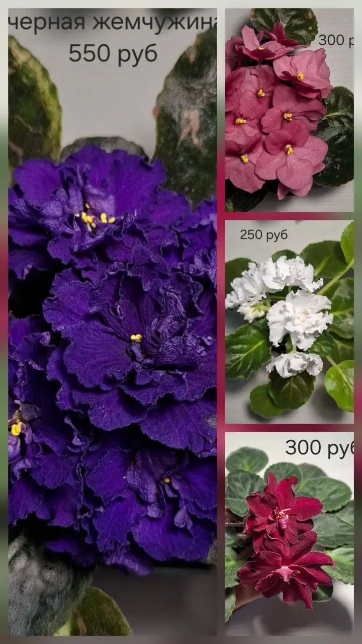 Нюр, солнечный - Барахолка в Чебоксары