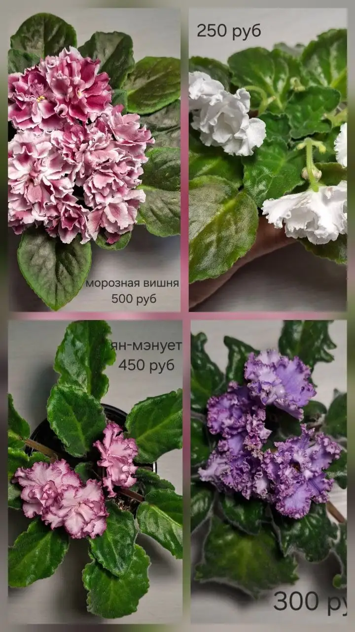 Нюр, солнечный - Барахолка в Чебоксары